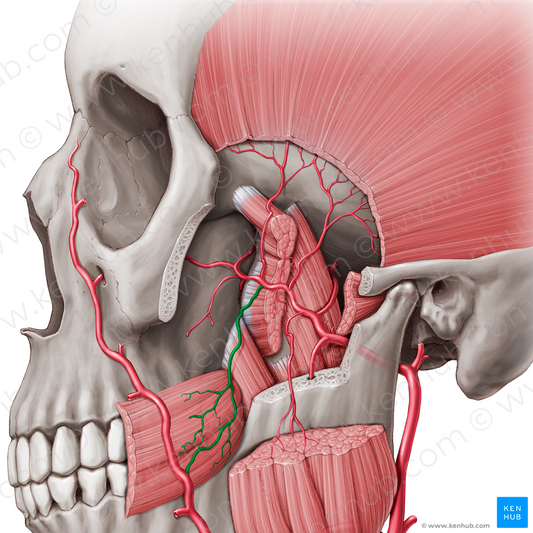 Buccal artery (#910)