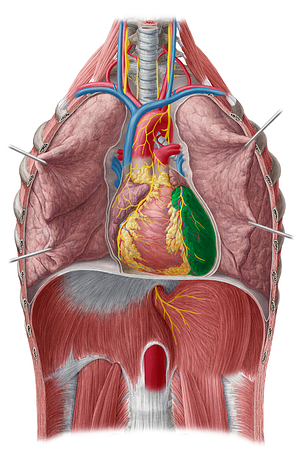 Left ventricle of heart (#10705)