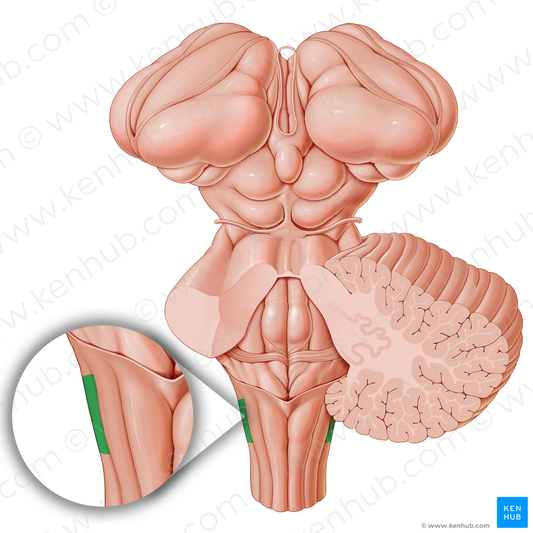 Trigeminal tubercle (#9762)