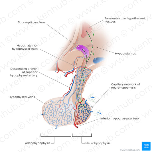 Hypothalamohypophyseal tract (English)