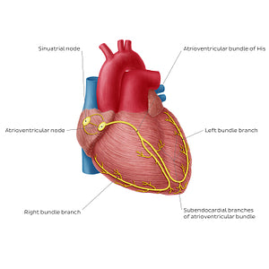 Conduction system of the heart (English)