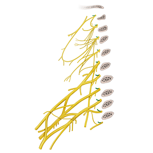 Posterior rami of spinal nerves C1-T2 (#20536)