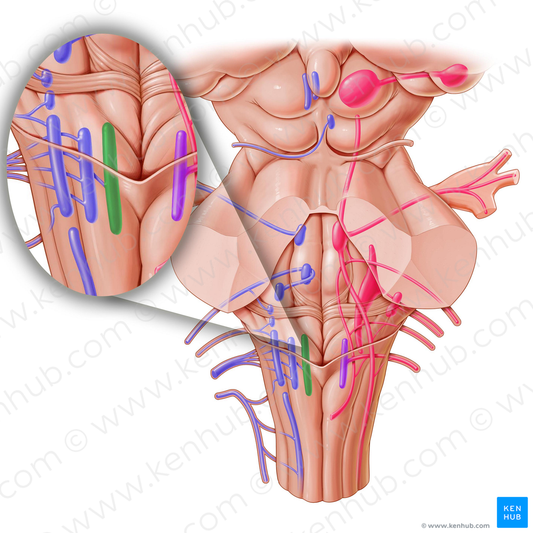 Nucleus of hypoglossal nerve (#7226)