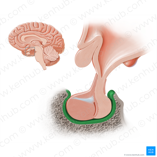 Sella turcica of sphenoid bone (#18221)