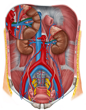 Left renal artery (#1748)