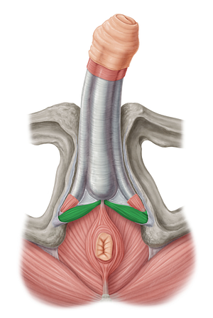Superficial transverse perineal muscle (#6124)