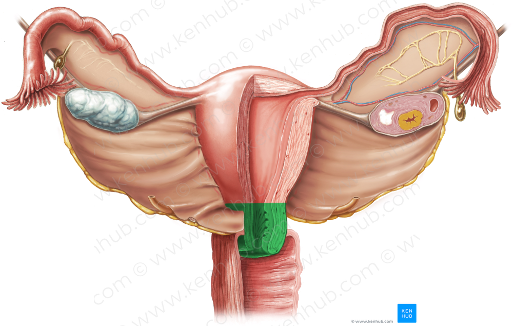 Cervix of uterus (#2580)