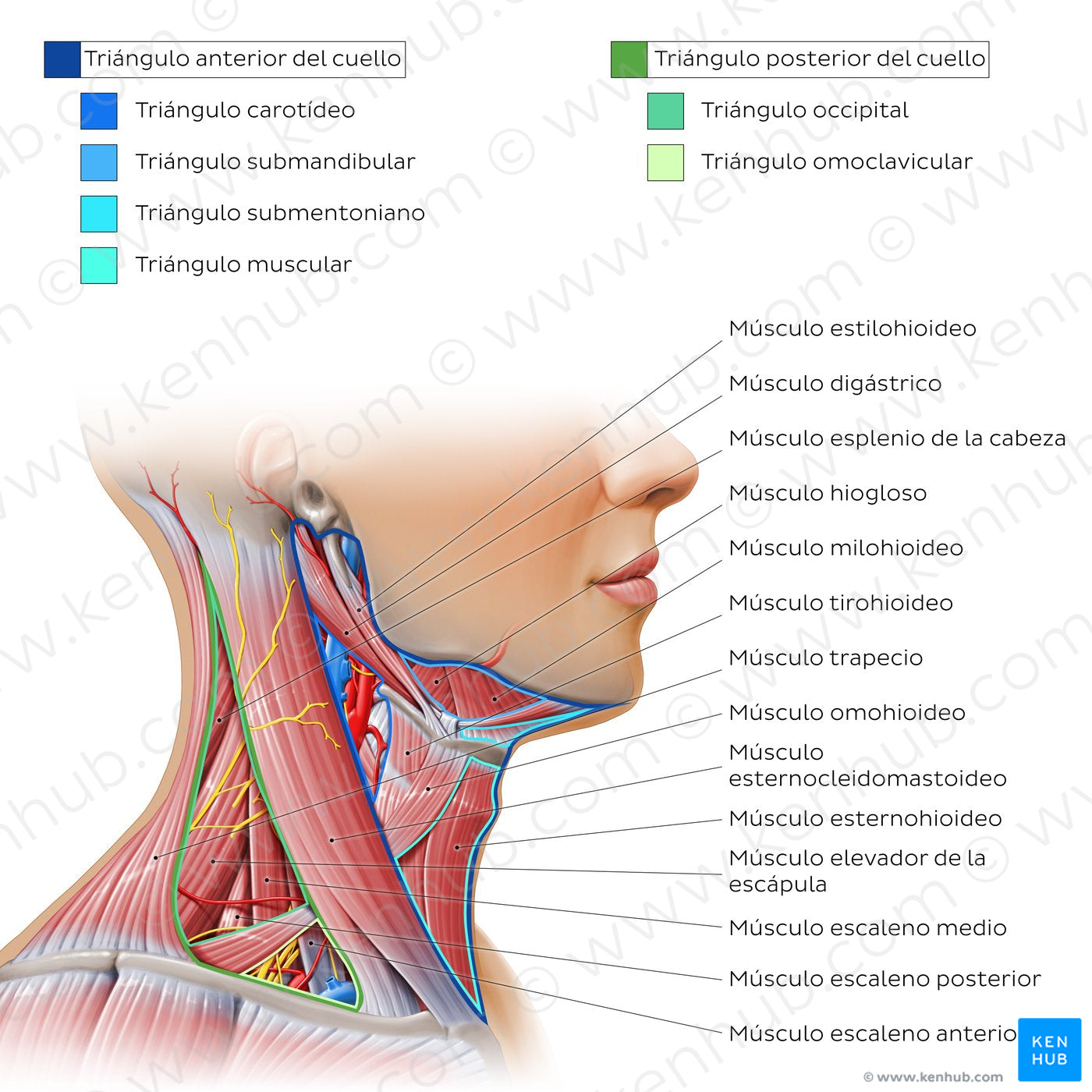 Triangles of the neck (Spanish)