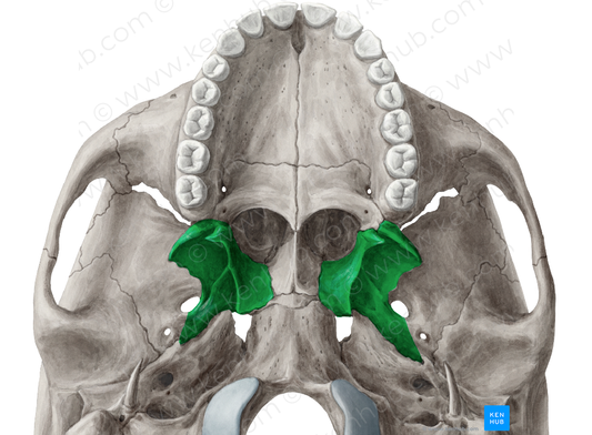 Pterygoid process of sphenoid bone (#8246)