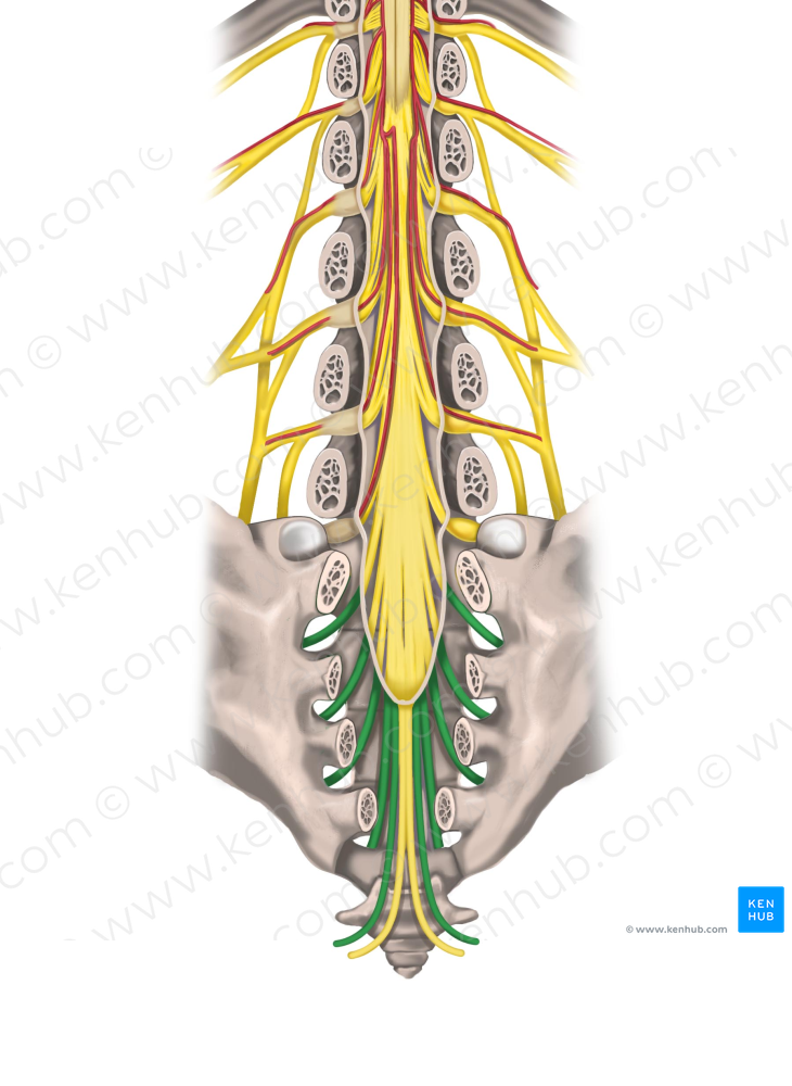 Spinal nerves S1-S5 (#6267)