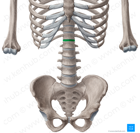 Intervertebral discs T12-L1 (#3277)