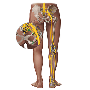 Pudendal nerve (#18287)