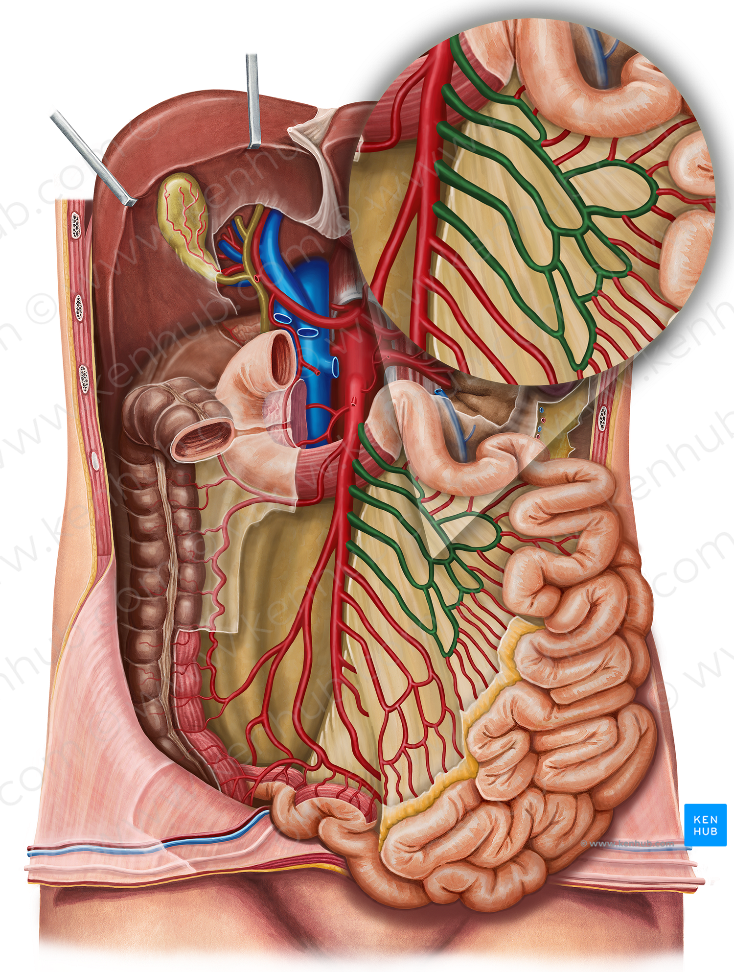 Jejunal arteries (#1166)