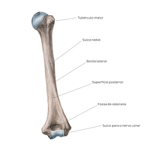 Humerus: Posterior view (Portuguese)