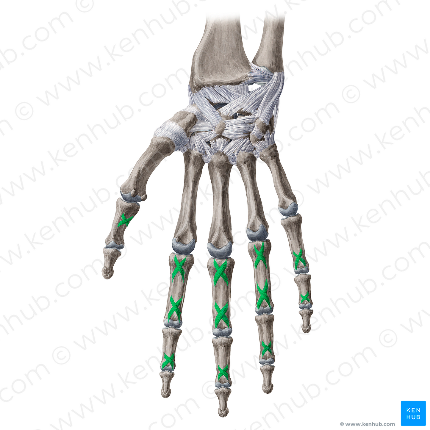 Cruciform ligaments of fingers (#20651)