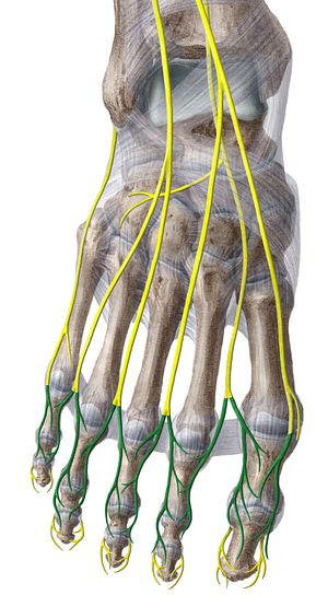 Dorsal digital nerves of foot (#6224)