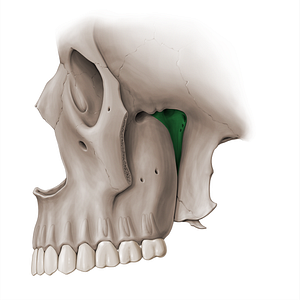 Pterygopalatine fossa (#18475)