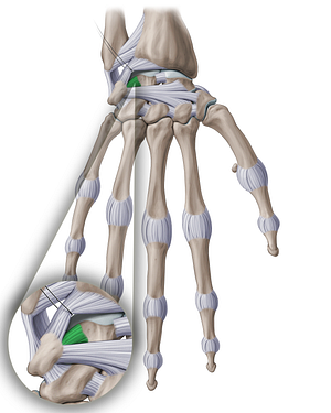 Lunotriquetral interosseous ligament (#18907)