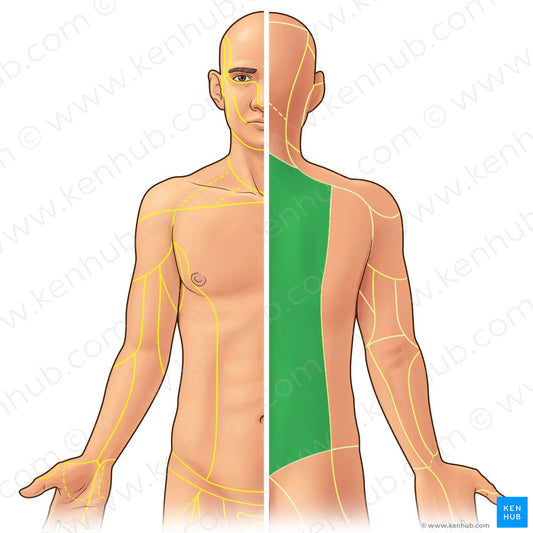 Posterior rami of spinal nerves T1-T12 (#21936)