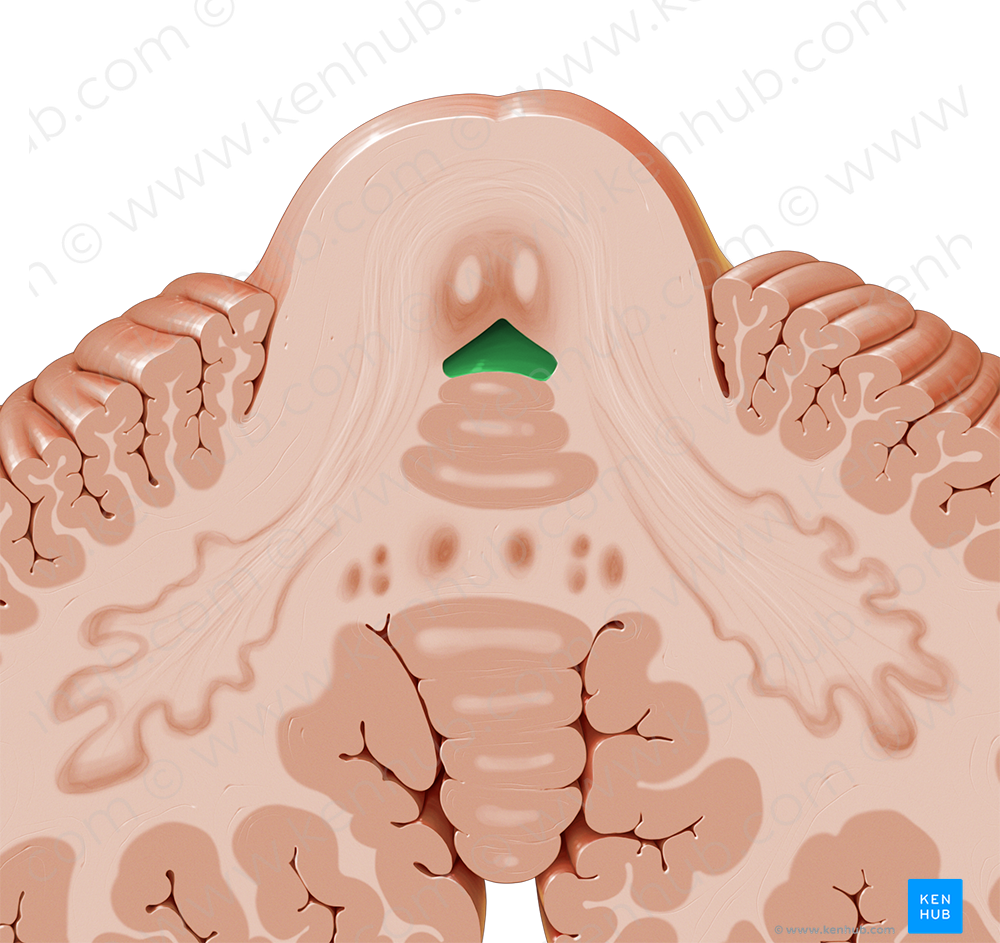 Fourth ventricle (#10722)