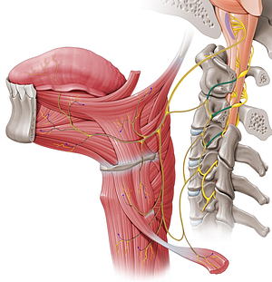Anterior rami of spinal nerves C1-C3 (#8580)