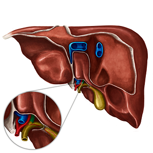 Right hepatic duct (#3322)
