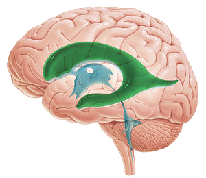 Left lateral ventricle (#10717)