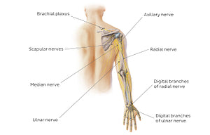 Main nerves of the upper limb - posterior (English)