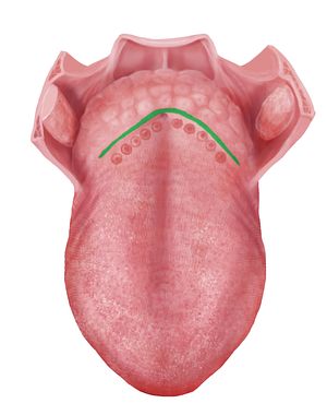 Terminal sulcus of tongue (#9339)