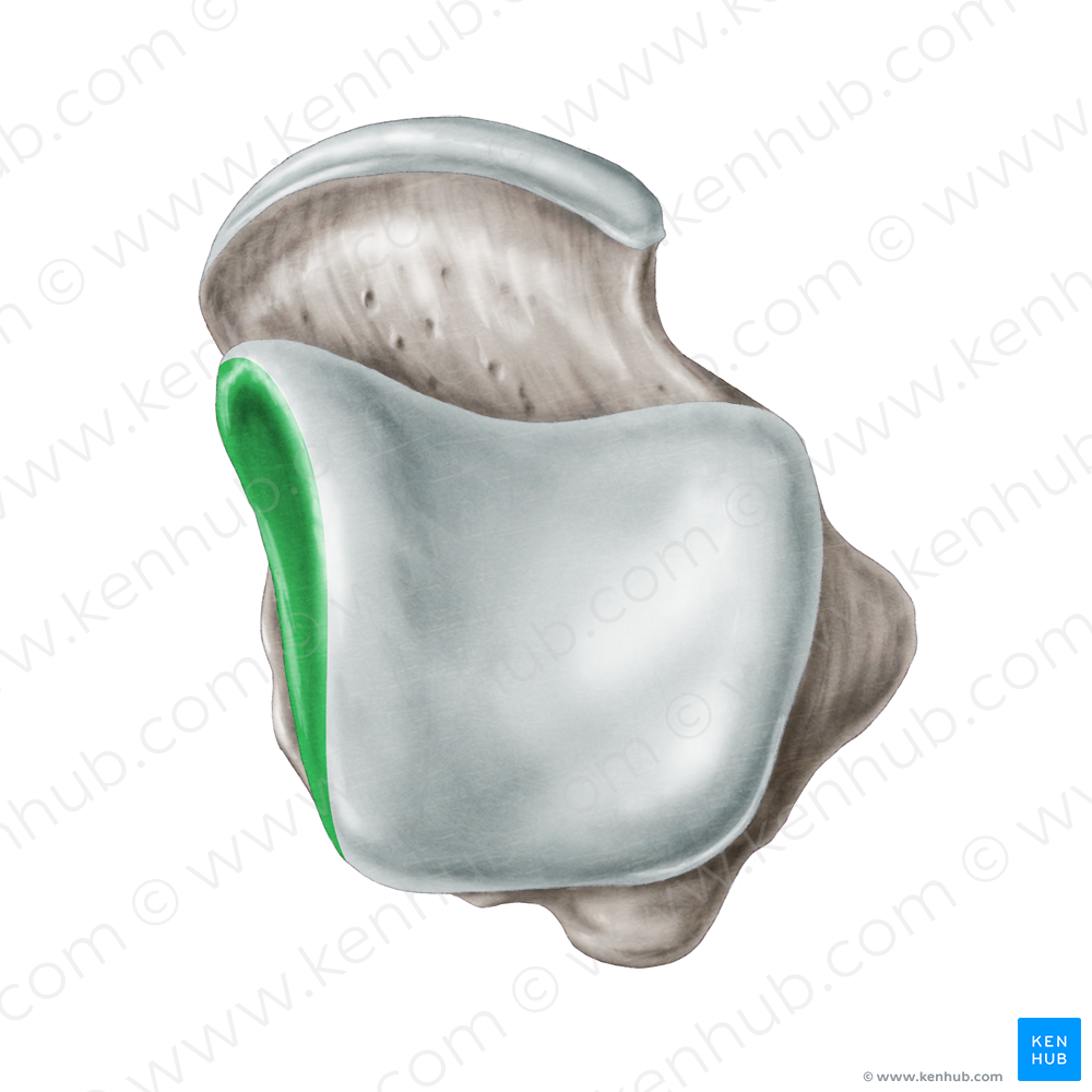 Medial malleolar facet of talus (#3513)