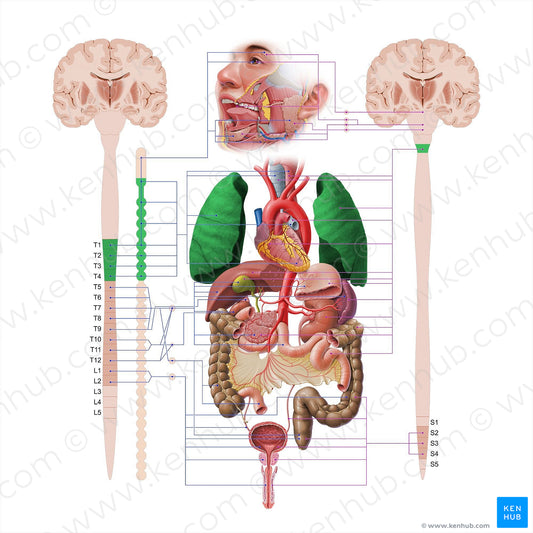 Lung (#18574)