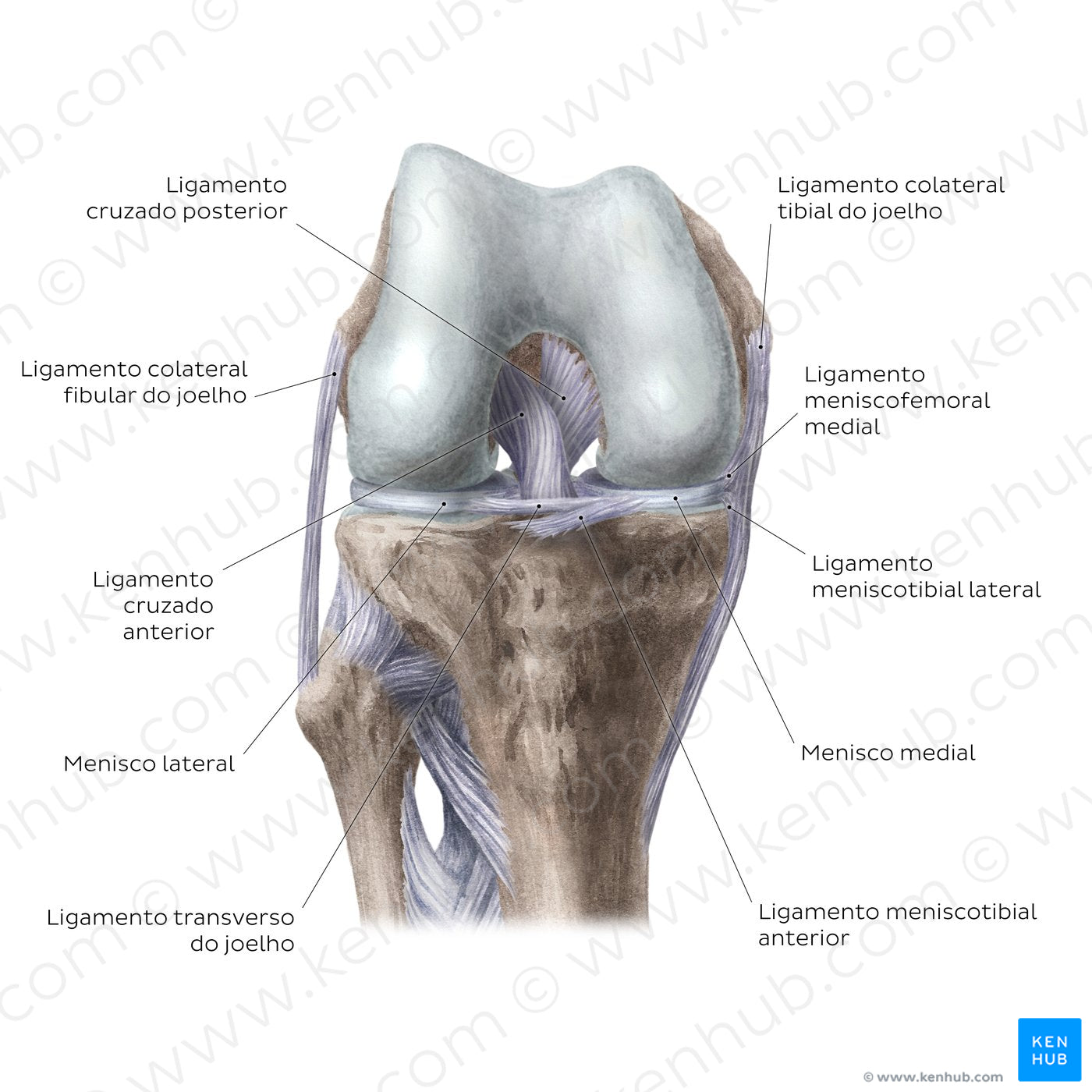 Knee joint: Intracapsular ligaments and menisci (anterior view) (Portuguese)