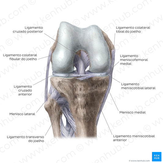 Knee joint: Intracapsular ligaments and menisci (anterior view) (Portuguese)