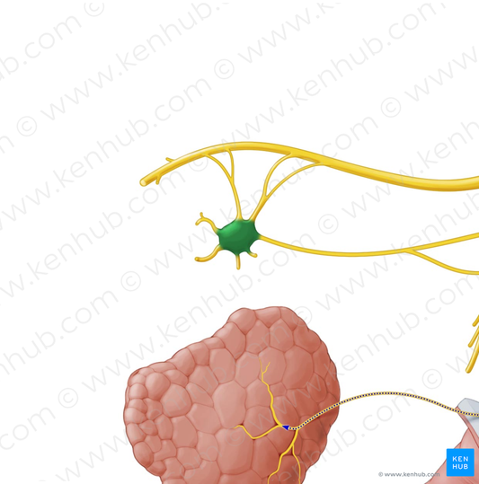 Pterygopalatine ganglion (#4006)