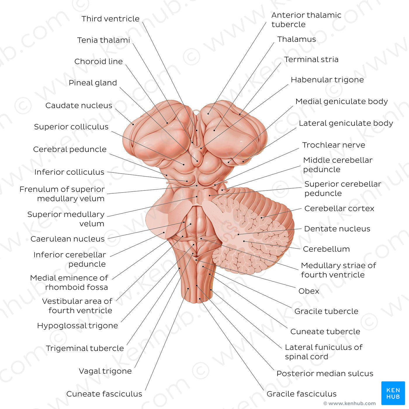 Brainstem and related structures (English)