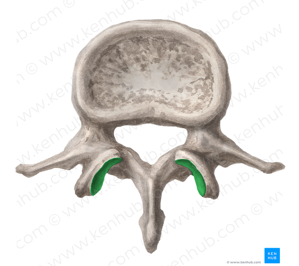 Superior articular facet of vertebra (#3469)