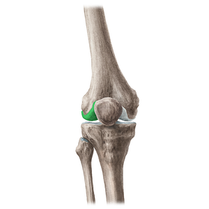 Lateral condyle of femur (#20116)