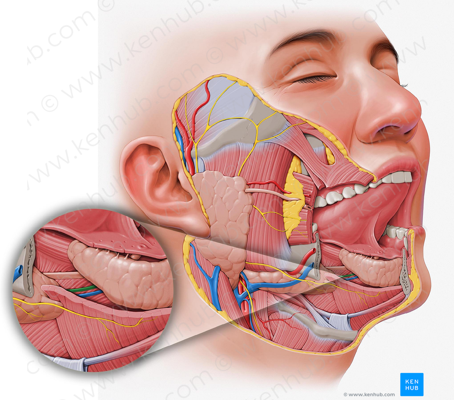 Sublingual artery (#1839)