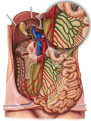 Jejunal arteries (#1165)