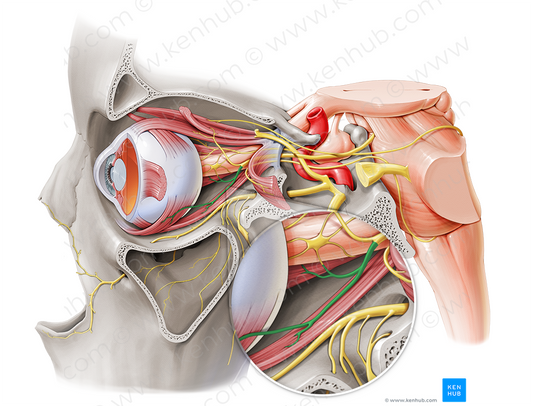 Inferior branch of oculomotor nerve (#8697)