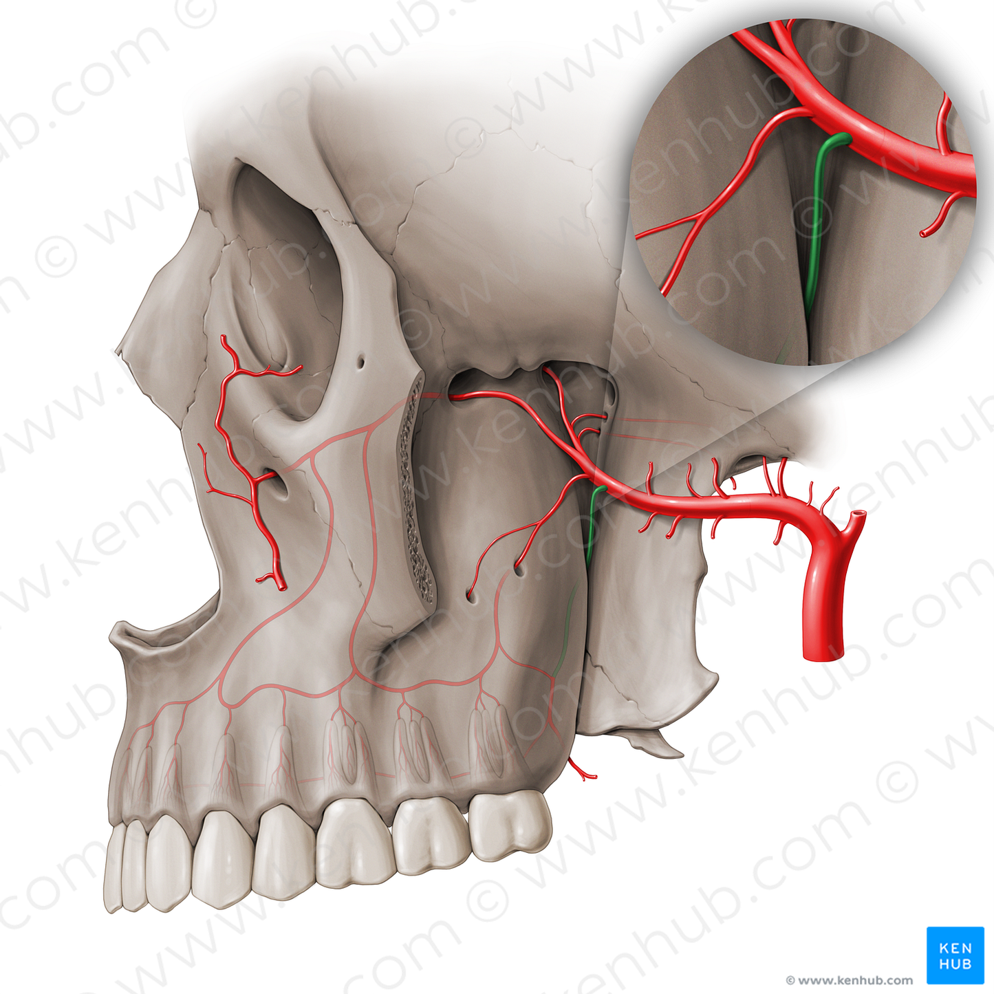 Greater palatine artery (#18449)