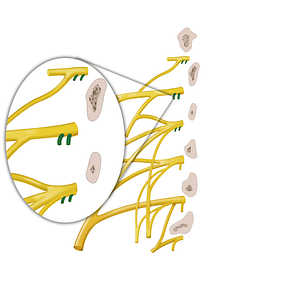 White and grey rami communicantes of spinal nerve (#12878)