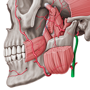External carotid artery (#964)