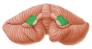 Middle cerebellar peduncle (#7832)