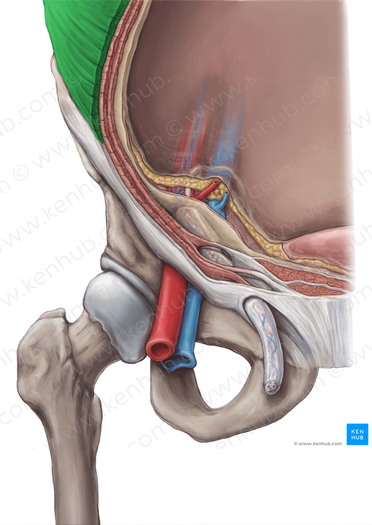 External abdominal oblique muscle (#5646)
