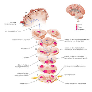 Corticonuclear tract (German)