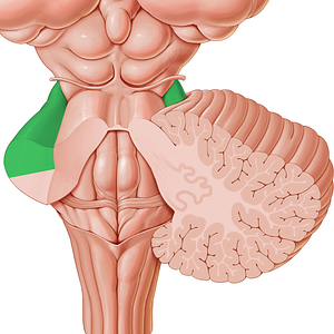 Middle cerebellar peduncle (#7830)