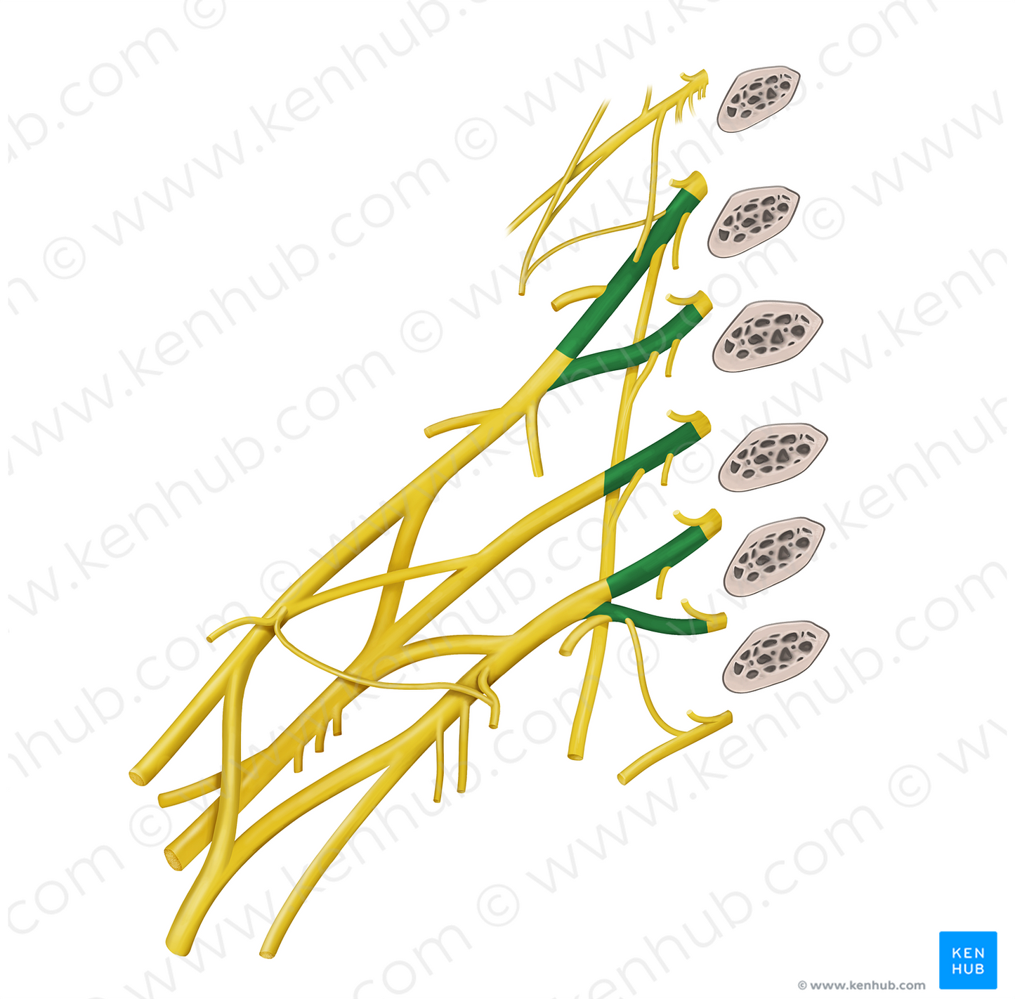Roots of brachial plexus (#20584)