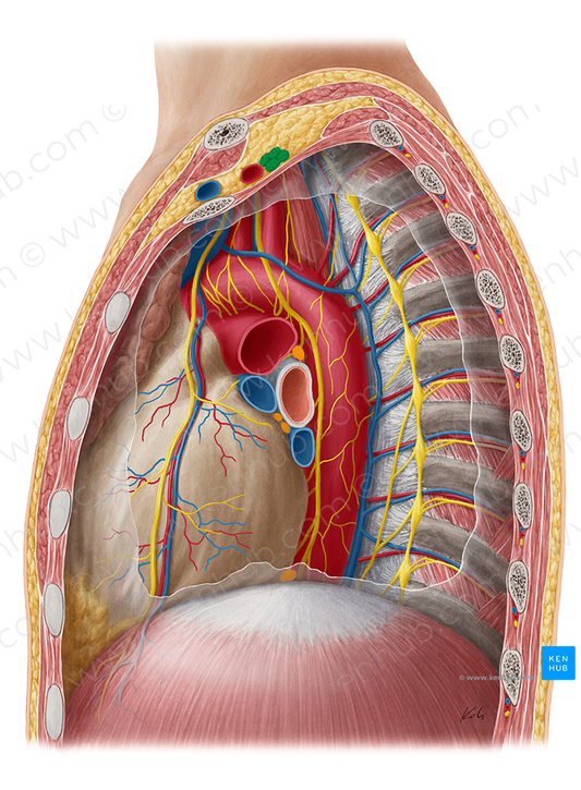 Brachial plexus (#7958)