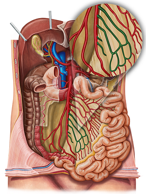Ileal arteries (#1143)